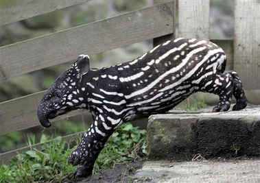 baby tapir